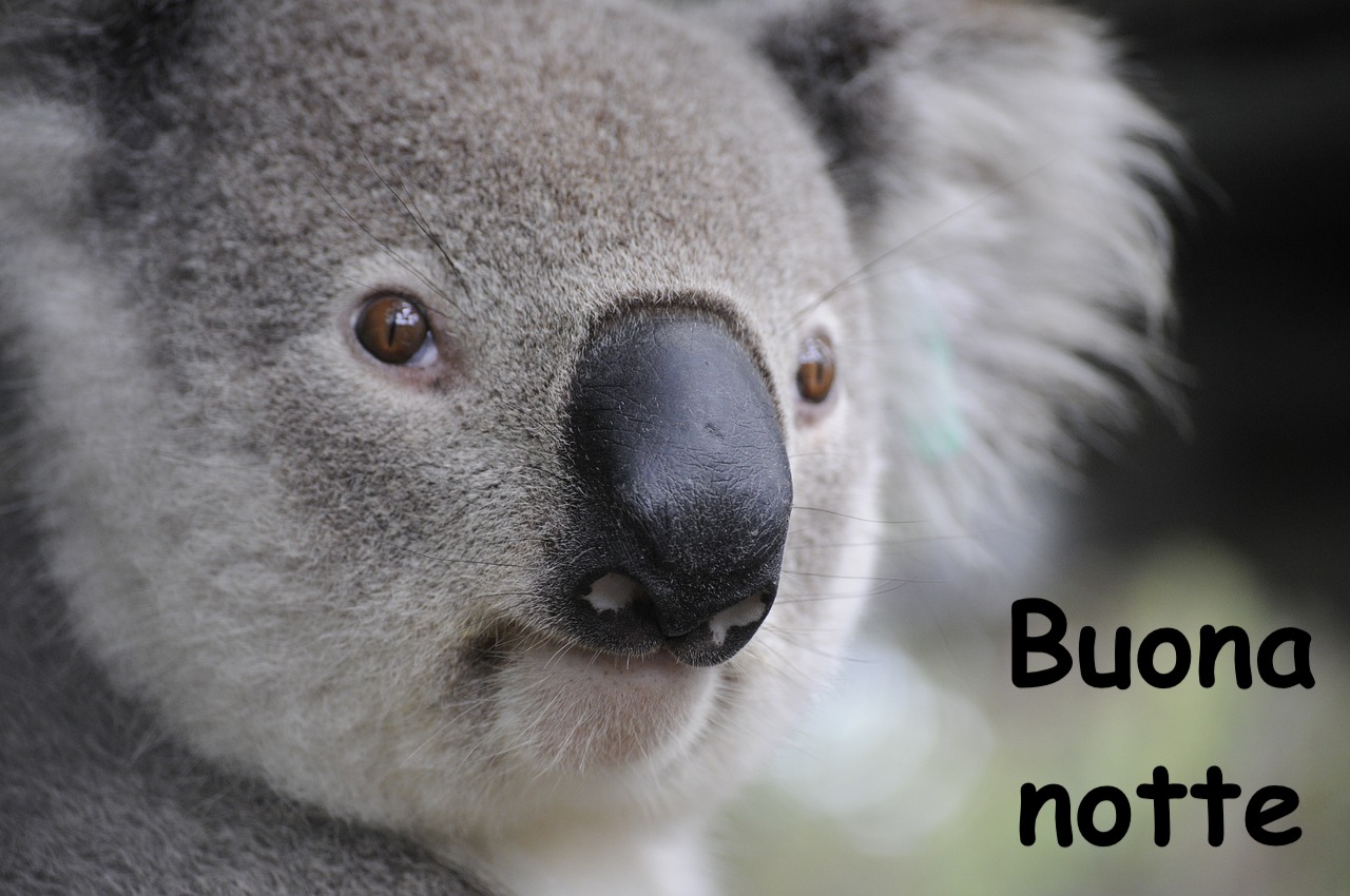 cucciolo di koala con espressione tenera e buffa
